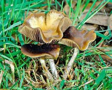 Psilocybe