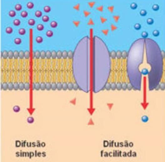 Difusão Na membrana plasmática de células existe