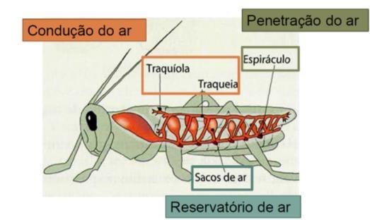 ESTRUTURA TRAQUEAL ESTRUTURA TRAQUEAL Composto por: o Espiráculos; o Traquéias, traquéolas ou traqueíolos;