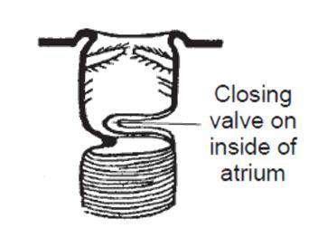 : Válvula de oclusão: : Válvula de oclusão: Controle da abertura e fechamento dos espiráculos; Função de