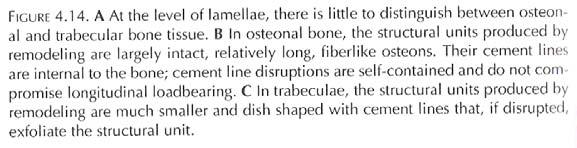 .. devido à maior rapidez de remodelação, o nível de mineralização e densidade do tecido é inferior NÃO existe uma entidade tipo fibras (osteons) com