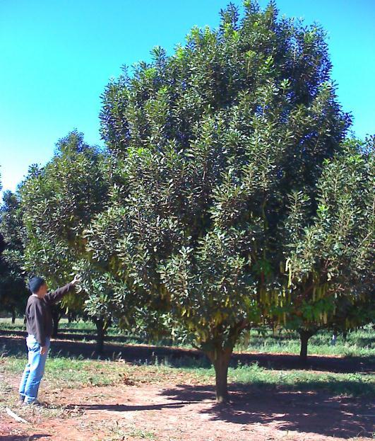 Nossos trabalhos Doses de N - Três anos agrícolas (2008/2009, 2009/2010 e 2010/2011).