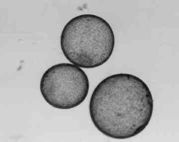 Figura 20 Embriões recuperados de égua submetida a