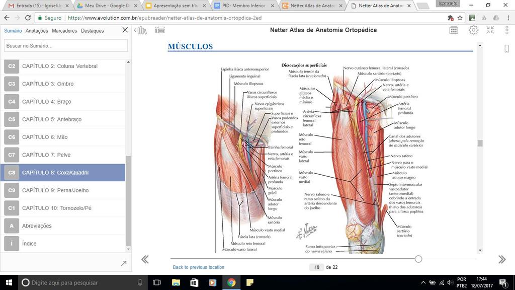 Músculos da coxa: Loja anterior 3 músculos Iliopsoas Formado por dois corpos musculares: o psoas maior (mais medial) e o ilíaco (mais medial, originário da fossa ilíaca) que se unem em um mesmo