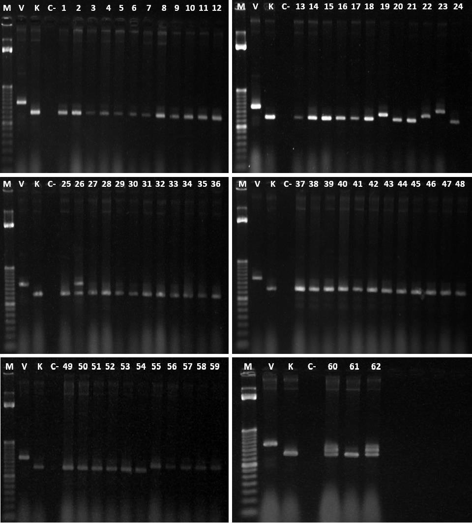 44 ~550pb ~400pb Figura 3. Perfil de amplificação do DNA genômico dos acessos de tomateiro pertencente ao grupo CVR Plant Breeding.