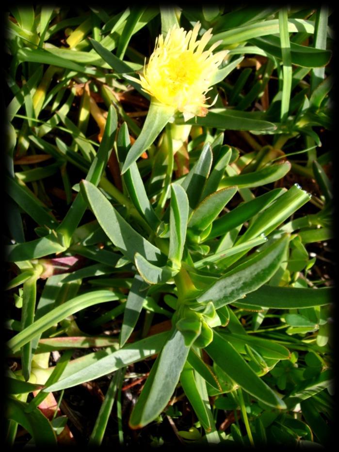 PÁGINA 4 Bálsamo ou Chorão (Carpobrotus edulis (L.) N. E. Br.) Bons-dias (Ipomoea indica (Burm. fil.) Merr.) 5. Acácia (Acacia dealbata) 6. Ailanto (Ailanthus altissima (Mill.) Swingle) 7.