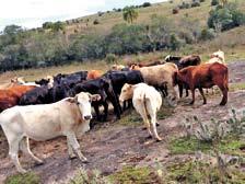 500,00 cada Vacas com cria ao pé,