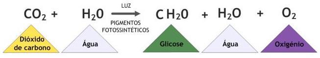 da luz Realizada por plantas, algas e cianobactérias Importância: Produção de alimento