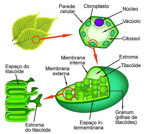 Ocorre no interior dos tilacoides Reações químicas: A)