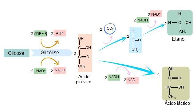 Processos Catabólicos da Glicose Fermentação METABOLISMO ENERGÉTICO Quebra parcial da glicose para produção de ATP (saldo de 2 ATPs) Liberação de um produto final» Ácido