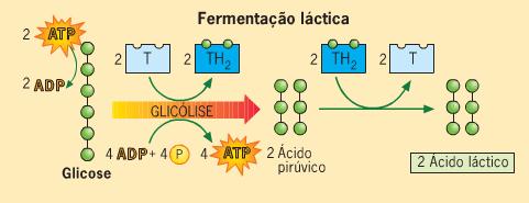 Processos Catabólicos da Glicose 1.