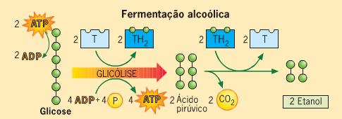 Processos Catabólicos da Glicose 2.