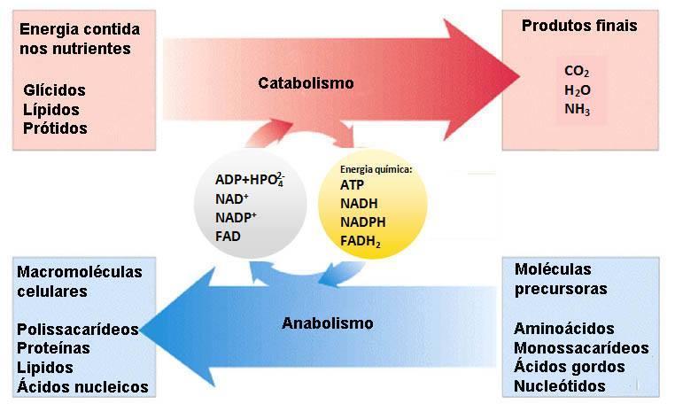 Conceito METABOLISMO ENERGÉTICO Conjunto de reações metabólicas (catabolismo + anabolismo) envolvidas nos processos de transformação de energia.