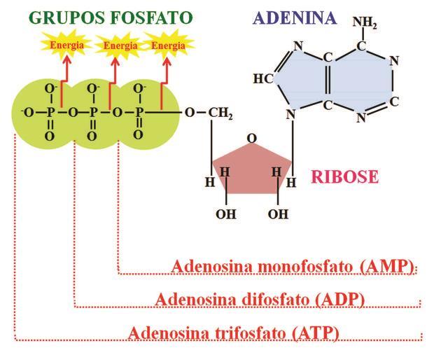 Adenosina Trifosfato (ATP) Nucleosídeo de Adenina com três fosfatos Ocorre