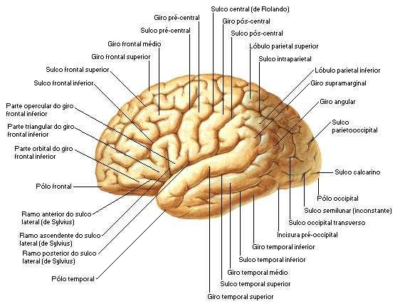 Lóbulo Parietal Inferior: localiza-se inferiormente ao sulco intraparietal.