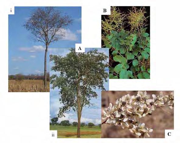 20 a sua utilização vêm sendo realizadas, como a sua utilização medicinal (FREITAS et al., 2005). Figura 1 - A) Árvore de M. urundeuva. B) Ramo com inflorescência. C) Sementes maduras.