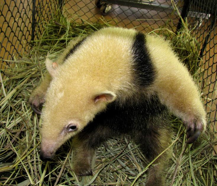 Figura 2 - Tamanduá-mirim parasitado por exemplar fêmea de Amblyomma nodosum no Parque Zoológico Municipal Quinzinho de Barros, Sorocaba, São Paulo, Brasil. Fonte: Arquivo pessoal.