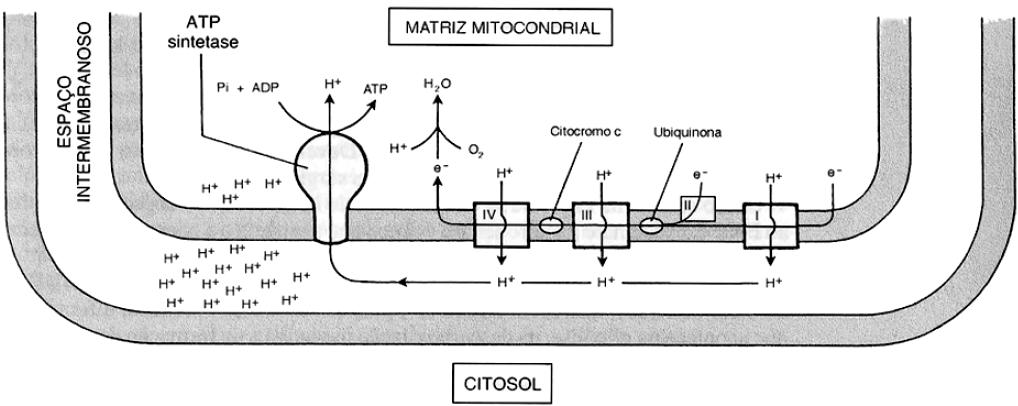 Biologia 04. Você já deve ter ouvido que é comum a produção de ácido lático nos músculos de uma pessoa, em ocasiões que há esforço muscular exagerado.