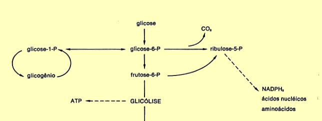 Bioquímica da fermentação Figura 2