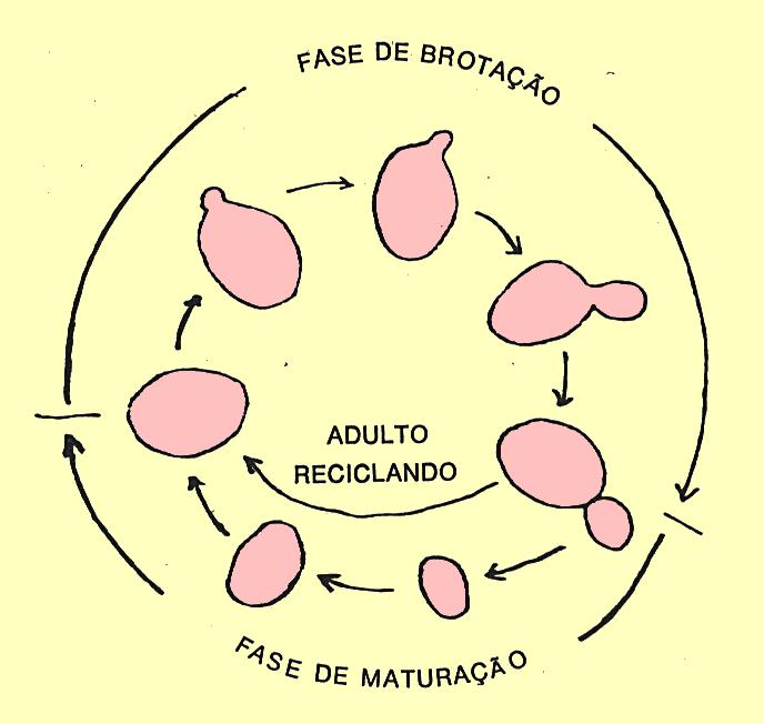 4. REPRODUÇÃO EM LEVEDURAS (a) brotamento ou gemulação (multiplicação vegetativa) Reprodução - assexuada - (b) esporulação