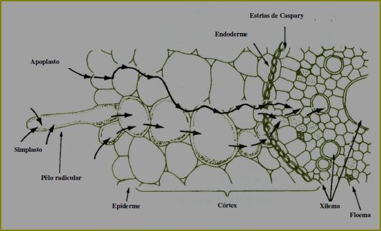 Absorção radicular