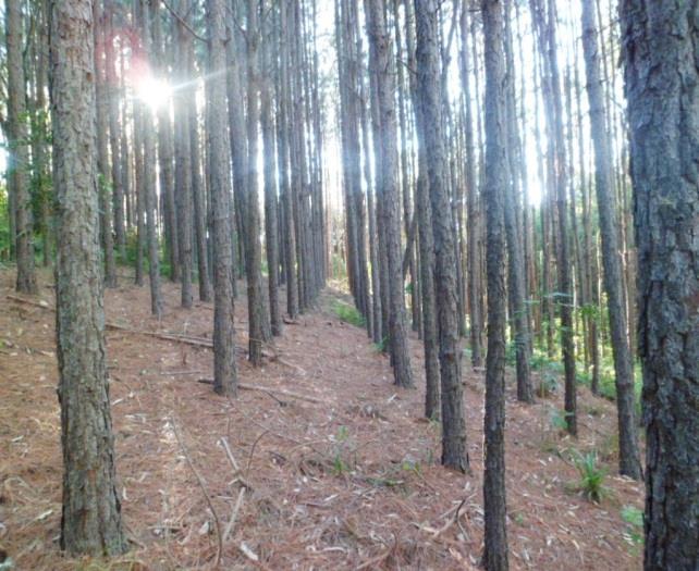 232 Inventário florestal quantitativo em plantio de Pinus elliottii no município de Ronda Alta, RS Figura 3 Aspecto geral das árvores (A) e variabilidade diamétrica dentros dos povoamentos (B).