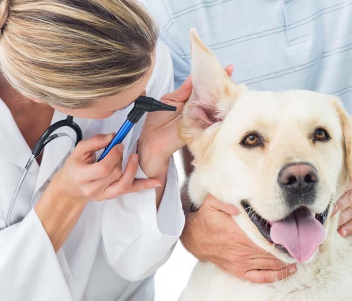 A importância que os donos cães, gatos ou roedores dão à saúde de seus animais de estimação também fica evidente quando se observa que praticamente oito em cada dez mantêm em dia as vacinas dos pets