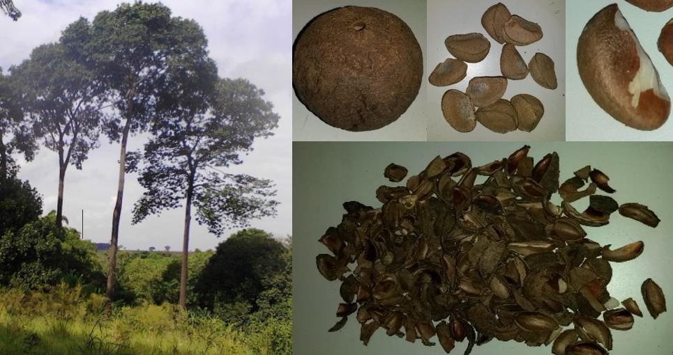 B C D A E Figura 1: A) Árvore da castanheira (Betholletia excelsa); B) Fruto (Ouriço); C) Sementes; D) Amêndoa comestível; E) Cascas ou tegumentos da semente, que formam parte dos resíduos do