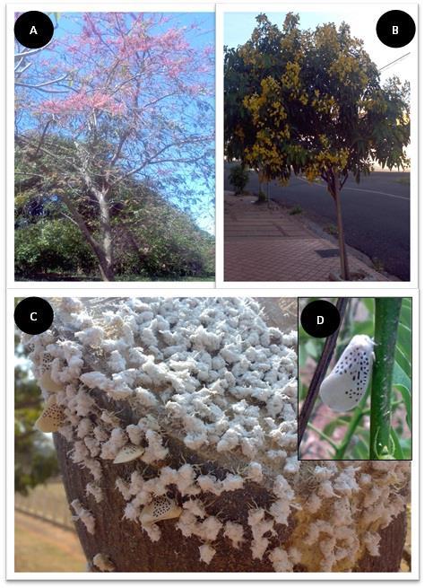 Figura 1. A. Exemplar de Cassia grandis. B. Exemplar de Senna macranthera. C. Adultos e estágios imaturos de Poekilloptera phalaenoides no tronco de C. grandis. D. Detalhe adulto de P.