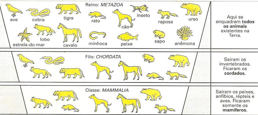 Classificação do cão Todos