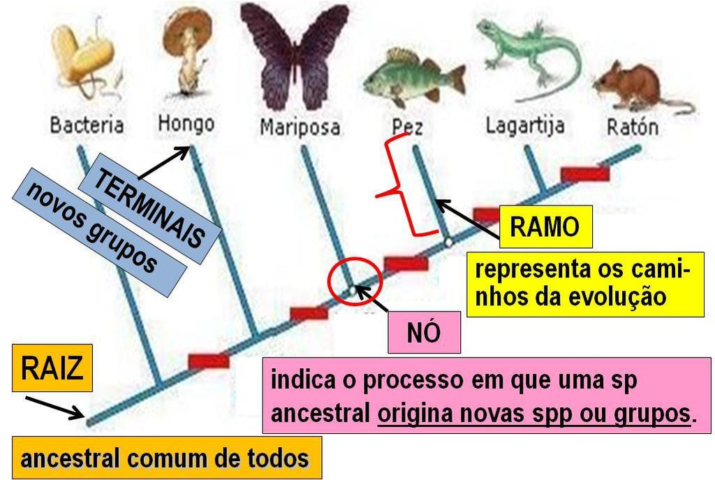 grupos, que ficam nos ápices dos RAMOS (ou terminais).