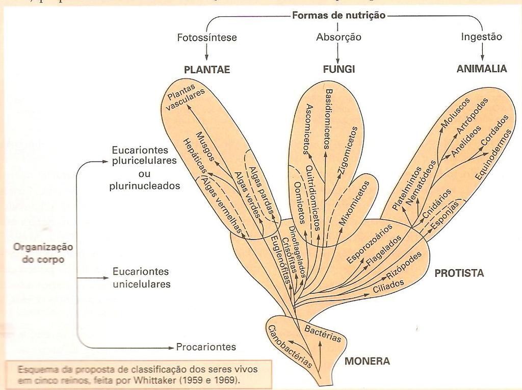 Formas de nutrição Fotossíntese Absorção Ingestão Plantae Fungi Animalia Eucariontes