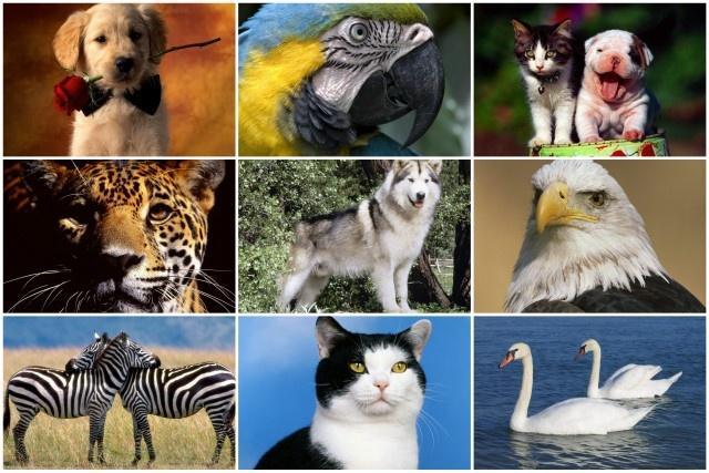 Animalia ou Metazoa: animais