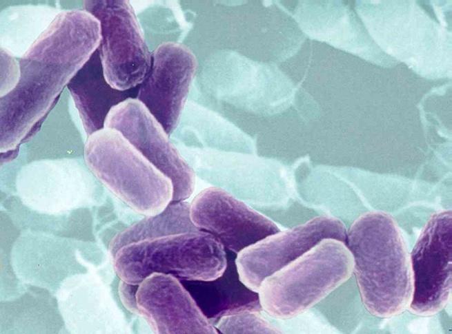 Bacteria: bactérias e cianobactérias