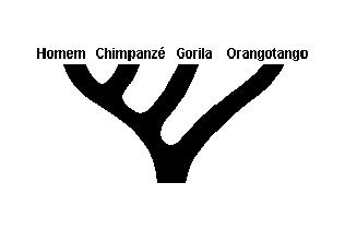 5) (Mack-SP) Na figura ao lado, que mostra a filogenia de alguns grupos de primatas, incluindo o homem, é INCOR- RETO afirmar que: a) os quatro grupos tiveram um ancestral comum.