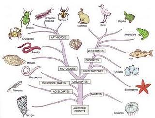 Árvore filogenética dos animais artrópodes Anelídeo s Moluscos cordados