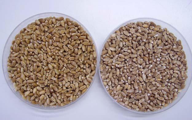 longo que as características dos grãos tratados com inseticidas sintéticos permanecem o mesmo. Analisando a Figura 6, podemos confirmar a citação acima.