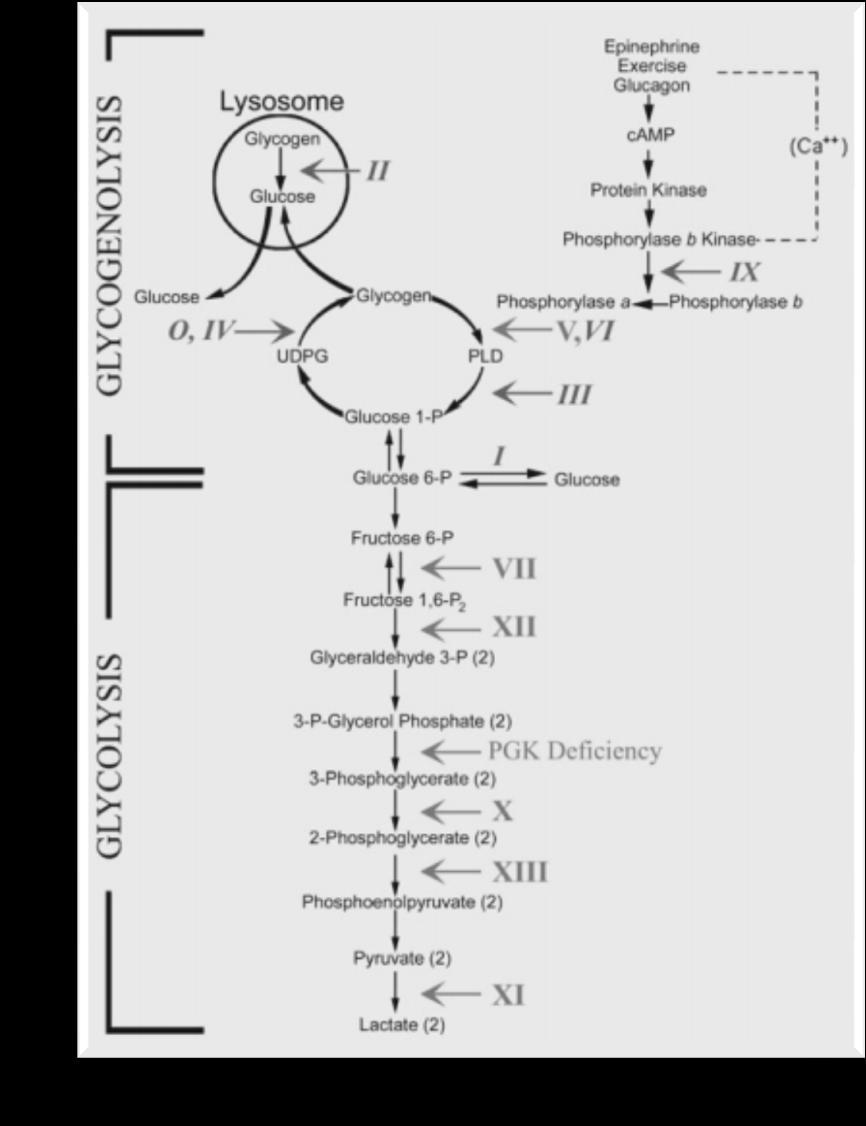 cadeia respiratória mitocondrial Outras DHM (aminoacidopatias, acidúrias orgânicas) Hipoglicémia Acidose