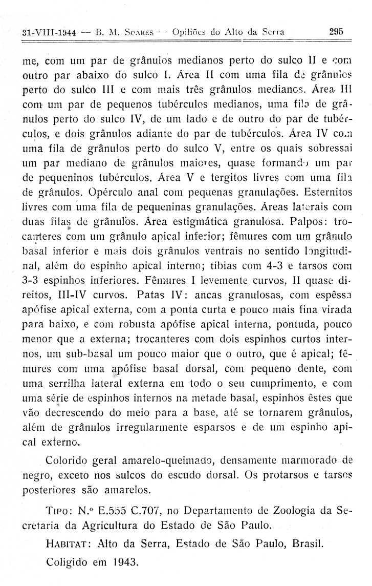 31-VIII-1944 B. M. SCARES Opili6cs do Alto da Serra 295 me, com um par de grânulos medianos perto do sulco II e,-:ora outro par abaixo do sulco I.