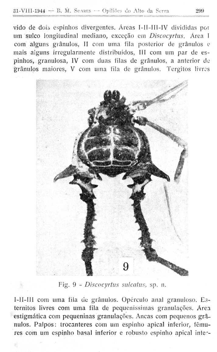 21-VIFI-1a44 B. M. SeAREs Opili()e do Alto (la Scrra vido de dois espinhos divergentes. Areal I-I l -I II-IV divididas po t urn sulco longitudinal mediano, exceção Discocyrtus.