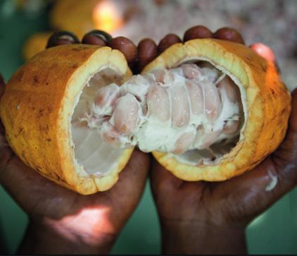 Processo cuidadosamente controlado: da amêndoa ao chocolate A Callebaut está presente em toda a cadeia do chocolate, do agricultor ao Chef!