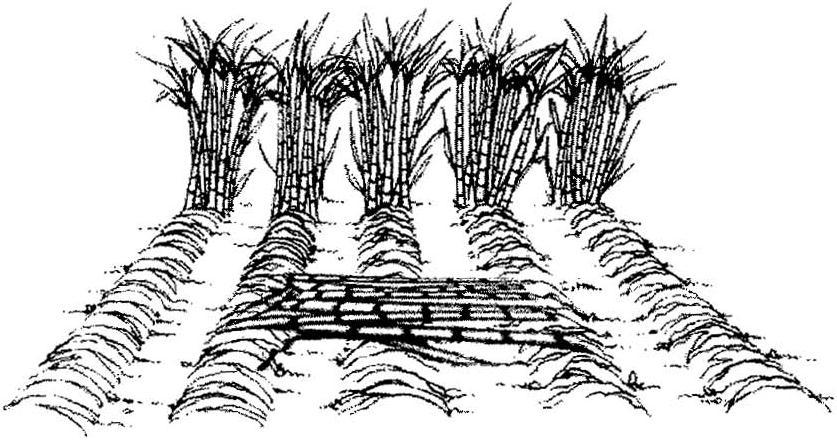 COLHEITA MANUAL