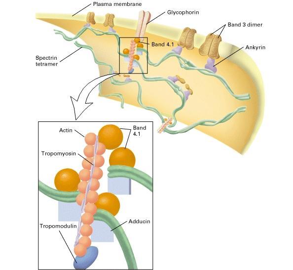 No eritrócito existem proteínas denominadas espectrinas, que ligam filamentos de actina a proteínas integrais de membrana