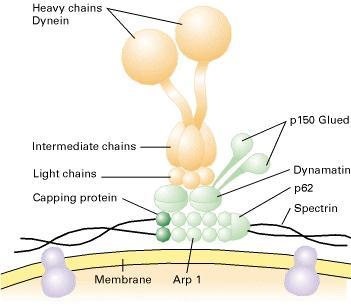 Dineínas são complexos proteicos muito grandes,