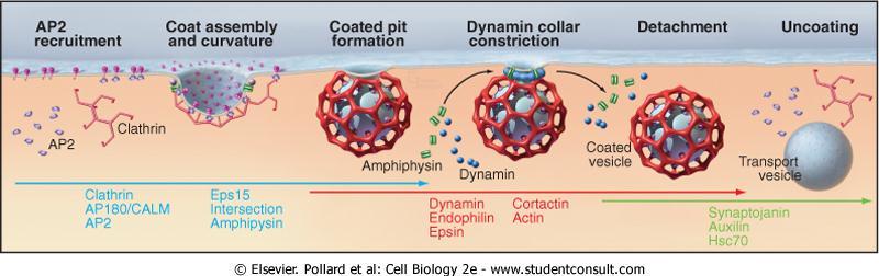 Ocorre endocitose seletiva, mediada por receptores que induzem a formação de um esqueleto citoplasmático de clatrina.