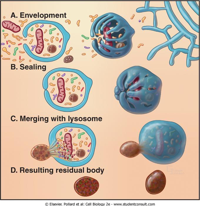 O autofagossomo é formado quando uma organela é envolvida