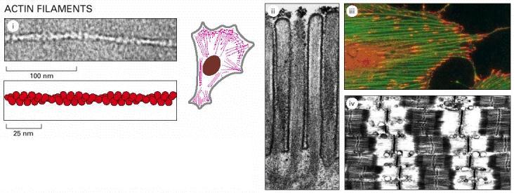A actina é o elemento mais versátil do