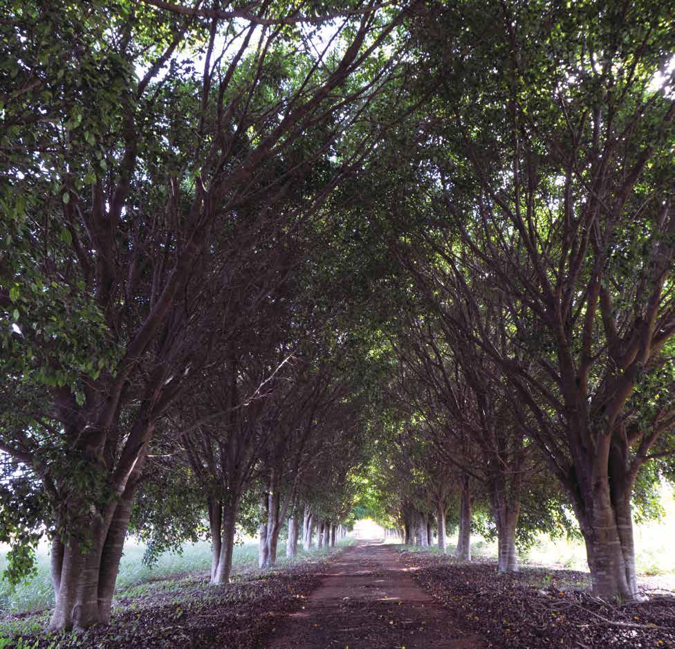 Bosque interno localizado na fábrica da 3M em Itapetininga/SP 70 PRODUTOS E PROCESSOS