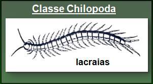 Classe Symphyla -