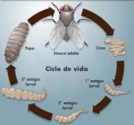 metamorfose trocas de